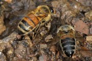 European Honey Bee (Apis mellifera)